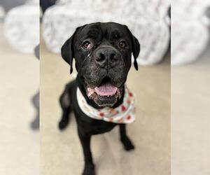 Mutt Dogs for adoption in Palmetto, FL, USA