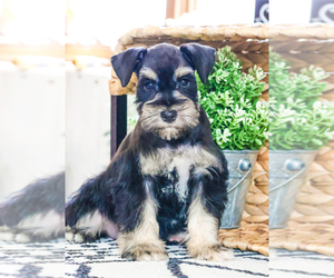 Schnauzer (Miniature) Puppy for Sale in SYRACUSE, Indiana USA