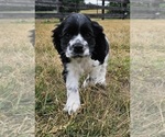 Puppy 5 Cocker Spaniel