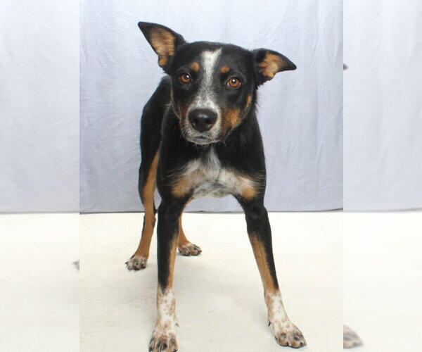Medium Photo #1 Mutt Puppy For Sale in Burbank, CA, USA