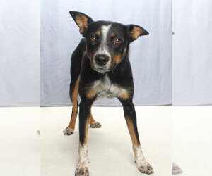 Mutt Dogs for adoption in Burbank, CA, USA