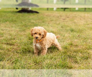 Poodle (Miniature) Puppy for sale in SHIPSHEWANA, IN, USA