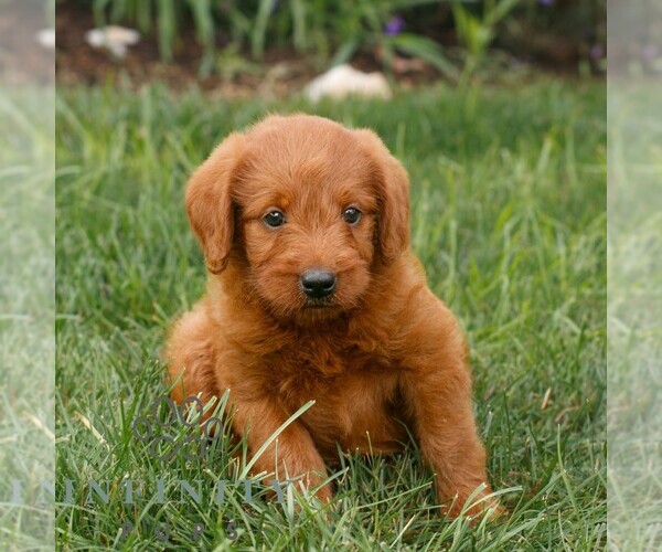Medium Photo #2 Miniature Labradoodle Puppy For Sale in GORDONVILLE, PA, USA
