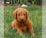 Small #1 Miniature Labradoodle
