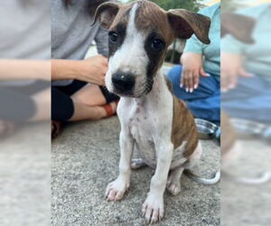 Boxador Dogs for adoption in San Antonio, TX, USA