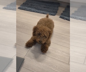 Poodle (Toy) Puppy for sale in STOCKBRIDGE, GA, USA