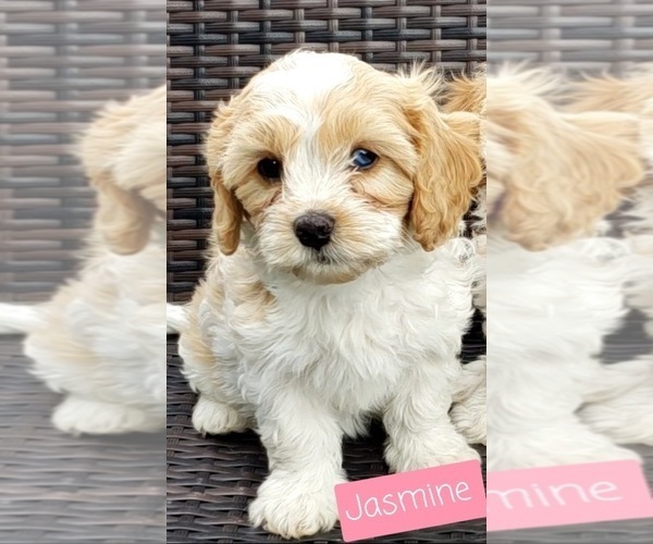Medium Photo #4 Cavapoo Puppy For Sale in LEBANON, OR, USA