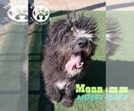 Small Photo #2 Labradoodle Puppy For Sale in HESPERIA, CA, USA