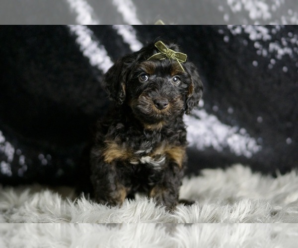 Medium Photo #66 Yorkipoo Puppy For Sale in WARSAW, IN, USA