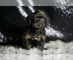 Small #1 Yorkipoo