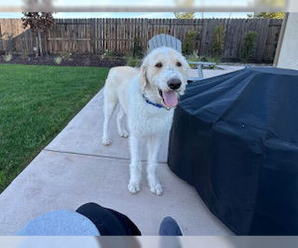 Medium Photo #3 Labradoodle Puppy For Sale in Clovis, CA, USA