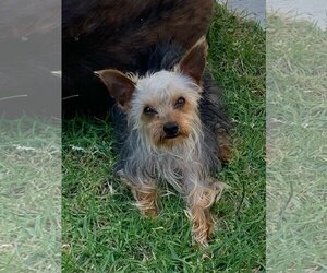 Mutt Dogs for adoption in Newport Beach, CA, USA