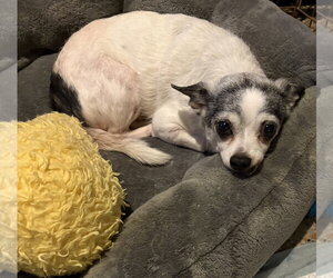 Chihuahua-Unknown Mix Dogs for adoption in Sanford, FL, USA