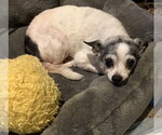 Oreo FH - Male Chihuahua-Unknown Mix Dog for Adoption - Small photo