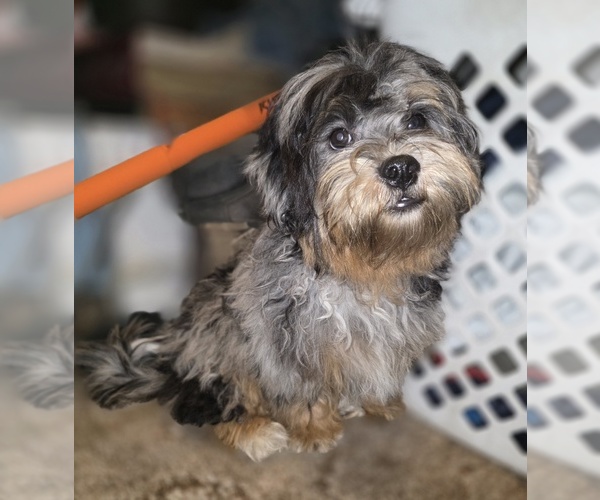 Medium Photo #1 ShihPoo Puppy For Sale in DYERSBURG, TN, USA