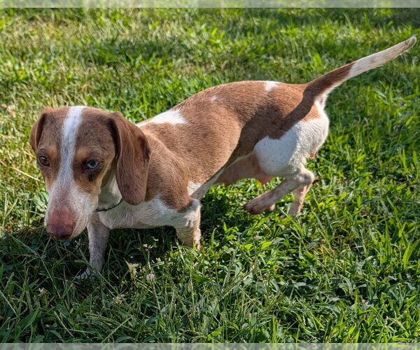 Medium Photo #6 Dachshund Puppy For Sale in Shelbyville, TN, USA
