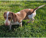 Small #5 Dachshund