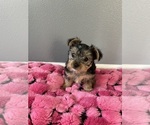 Puppy Luna Yorkshire Terrier