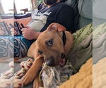 Small #3 Mutt