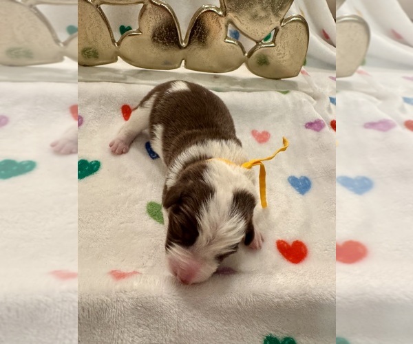 Medium Photo #21 Border Collie Puppy For Sale in MARYVILLE, TN, USA