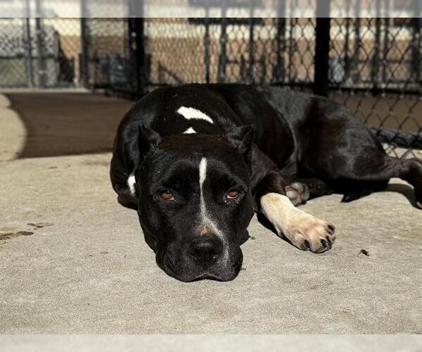 Medium Photo #1 American Pit Bull Terrier Puppy For Sale in Tulsa, OK, USA