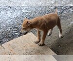 Small Photo #7 Catahoula Leopard Dog-Labrador Retriever Mix Puppy For Sale in Sebec, ME, USA