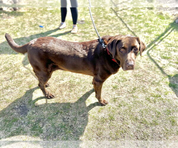 Medium Photo #4 Labrador Retriever Puppy For Sale in Estherville, IA, USA