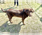 Small #3 Labrador Retriever