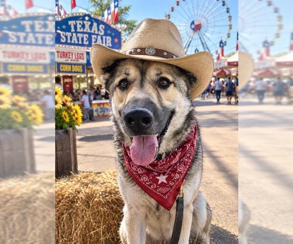 Medium Photo #1 Anatolian Shepherd Puppy For Sale in Plano, TX, USA