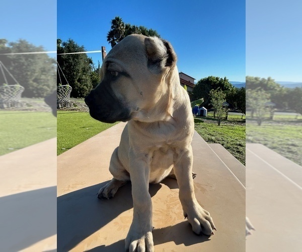 Medium Photo #1 Cane Corso Puppy For Sale in OCEANSIDE, CA, USA
