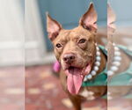 Small #6 American Pit Bull Terrier Mix