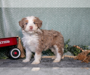Medium Bernedoodle (Miniature)
