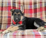 Small Photo #3 German Shepherd Dog Puppy For Sale in COCHRANVILLE, PA, USA