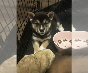 Shiba Inu Puppy for sale in LOS ANGELES, CA, USA