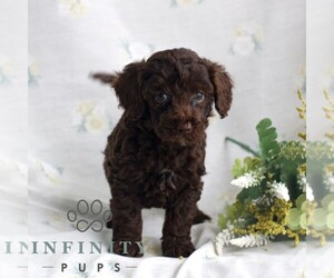 Poodle (Toy) Puppy for sale in GAP, PA, USA
