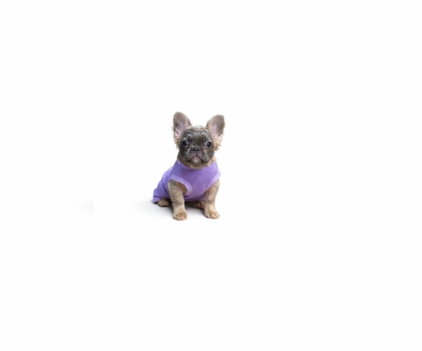 Medium Photo #1 French Bulldog Puppy For Sale in OKLAHOMA CITY, OK, USA