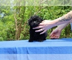 Small #24 Poodle (Toy)