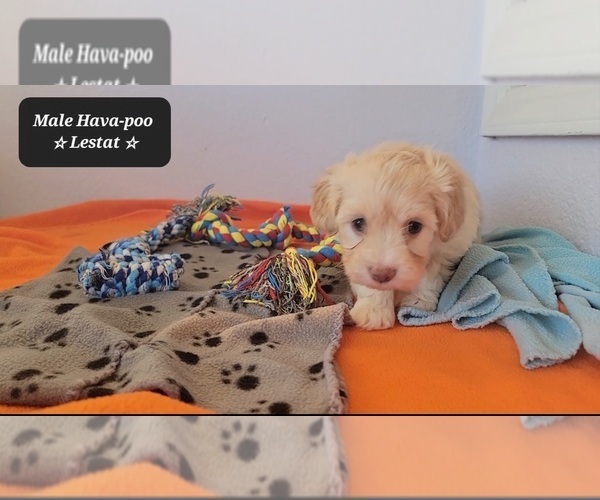 Medium Photo #5 Havanese Puppy For Sale in TUCSON, AZ, USA