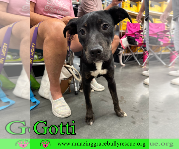 Medium Photo #18 Rottweiler-American Pit Bull Terrier Puppy For Sale in Pensacola, FL, USA