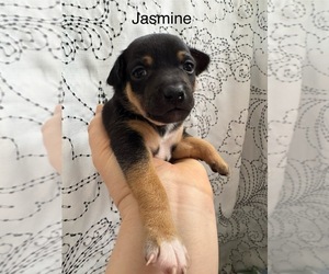 Rat Terrier Puppy for sale in WHITAKERS, NC, USA