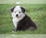 Small Photo #4 Australian Shepherd Puppy For Sale in EASTON, MO, USA