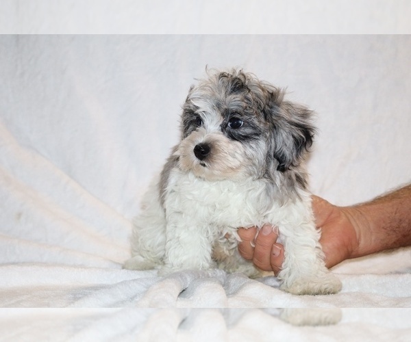 Medium Photo #19 ShihPoo Puppy For Sale in DYERSBURG, TN, USA