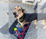 Small #13 German Shepherd Dog Mix