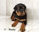 Puppy Rocky Rottweiler