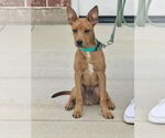 Small #3 Labrador Retriever Mix