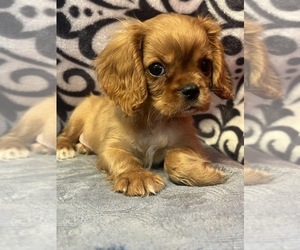 Cavalier King Charles Spaniel Puppy for Sale in MARTINSVILLE, Indiana USA