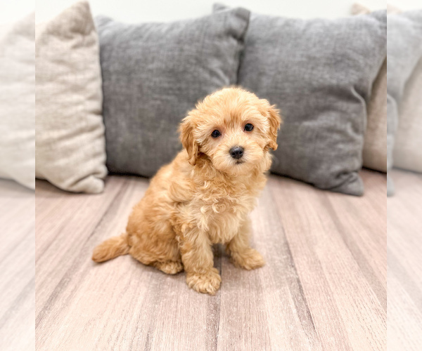 Medium Photo #5 Cavapoo (Standard) Puppy For Sale in DUNDEE, OH, USA