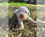 Puppy Comet Great Pyrenees