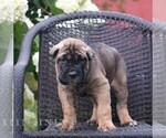 Small #2 Cane Corso