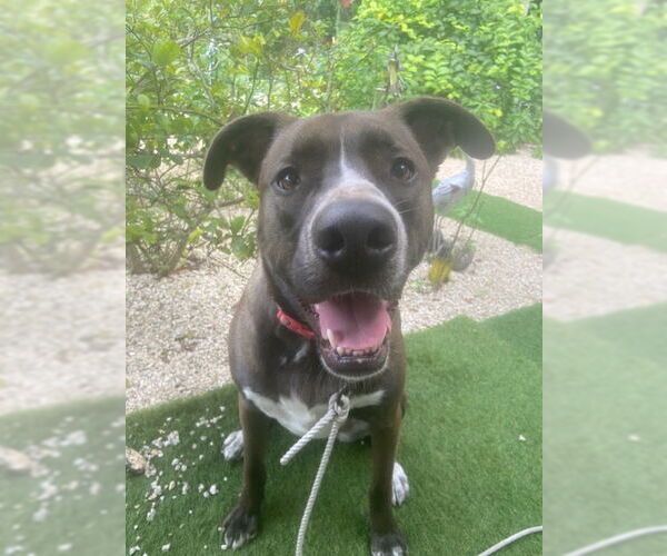 Medium Photo #11 Mountain Cur-Unknown Mix Puppy For Sale in Key Largo, FL, USA